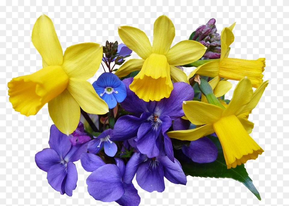 Spring Flower, Iris, Plant, Daffodil Free Png Download