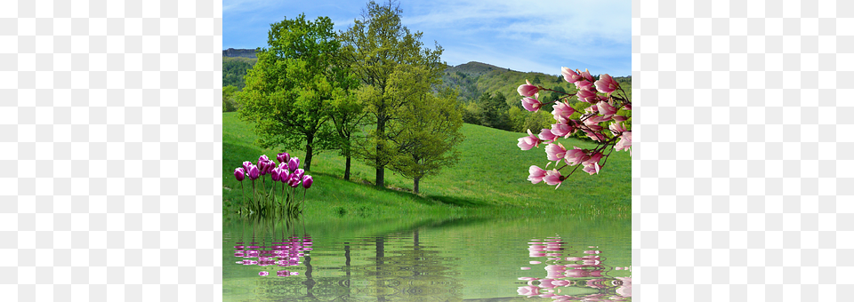 Spring Outdoors, Flower, Grass, Plant Free Transparent Png