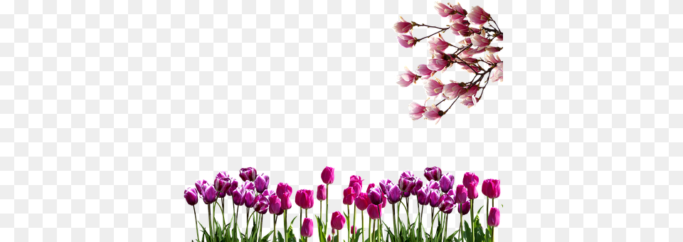 Spring Flower, Petal, Plant, Tulip Png