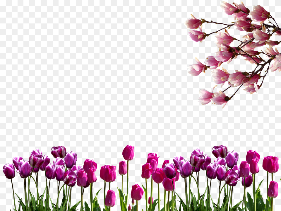 Spring Flower, Petal, Plant, Tulip Png