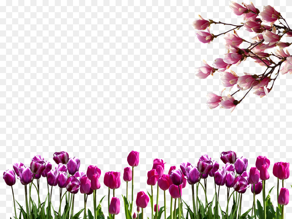 Spring Flower, Petal, Plant, Tulip Free Png Download