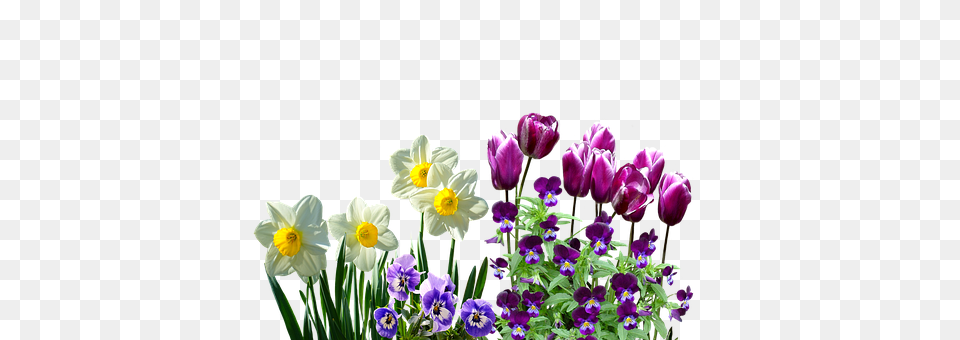 Spring Anemone, Flower, Plant, Purple Free Png Download
