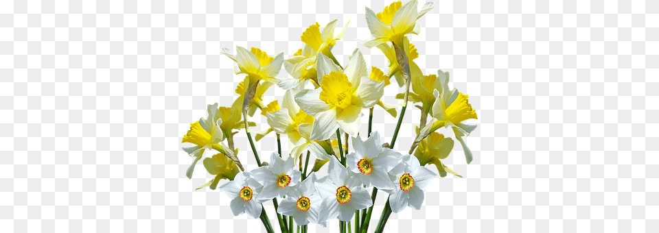 Spring Daffodil, Flower, Plant, Flower Arrangement Free Transparent Png