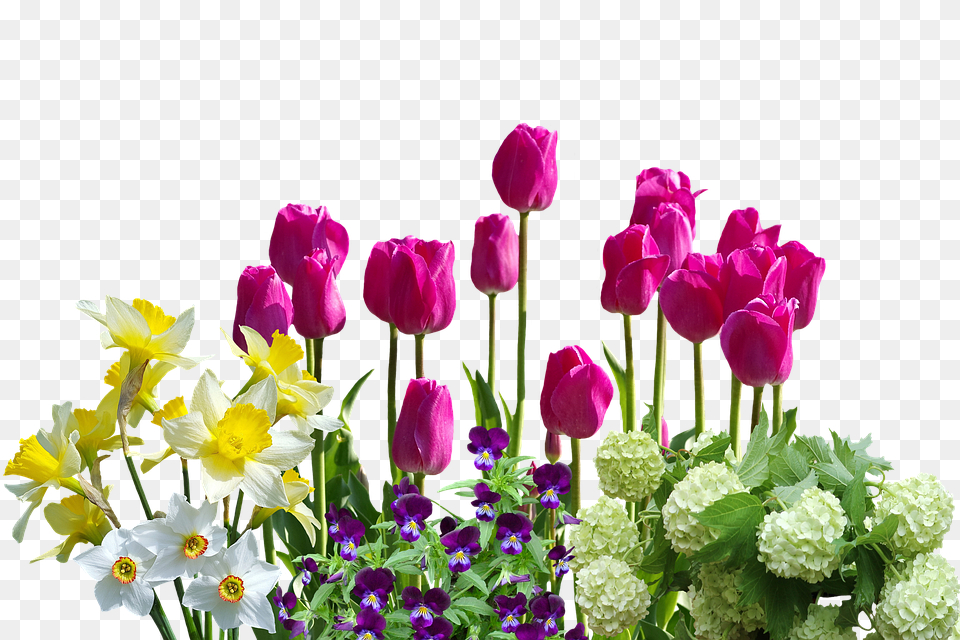 Spring Flower, Flower Arrangement, Flower Bouquet, Plant Free Png