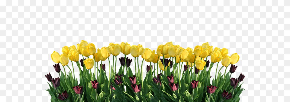 Spring Flower, Plant, Tulip Free Png