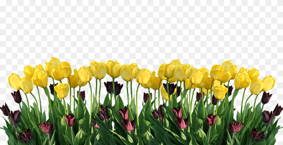Spring Flower, Plant, Tulip, Outdoors Png