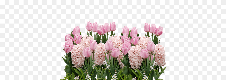 Spring Flower, Flower Arrangement, Flower Bouquet, Plant Png