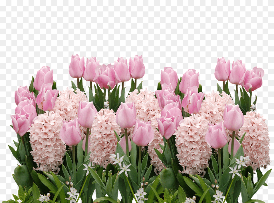 Spring Flower, Flower Arrangement, Flower Bouquet, Petal Free Transparent Png
