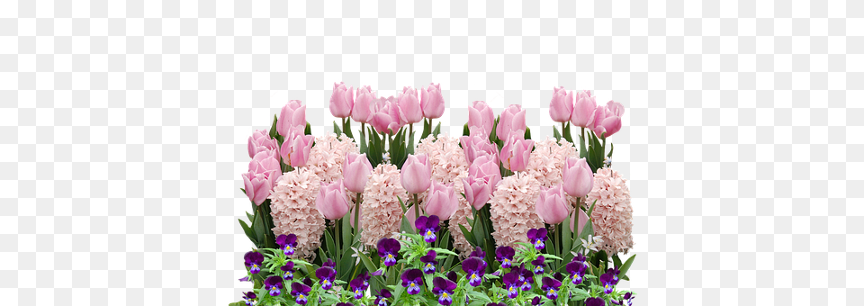 Spring Flower, Flower Arrangement, Flower Bouquet, Petal Png Image