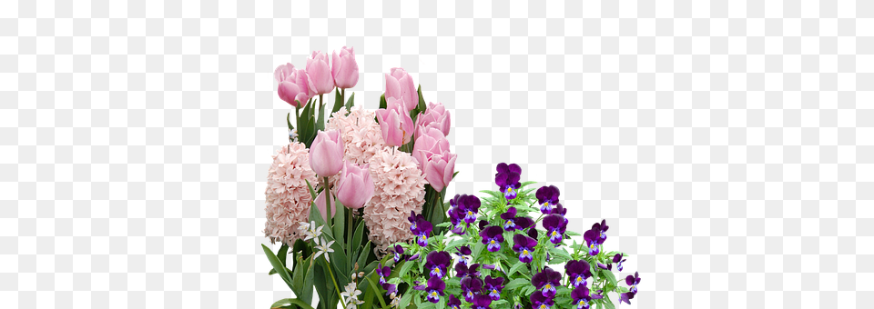 Spring Flower, Flower Arrangement, Flower Bouquet, Geranium Png