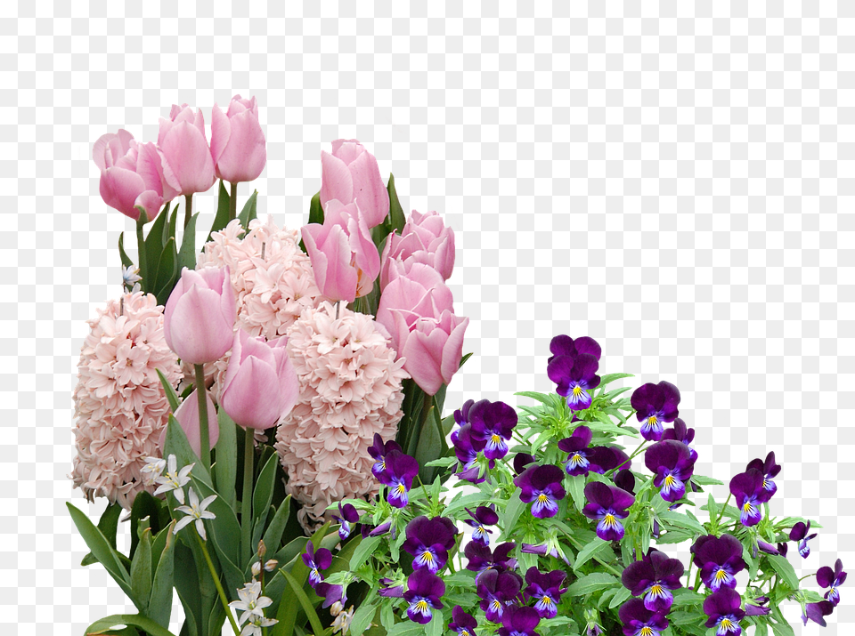 Spring Flower, Flower Arrangement, Flower Bouquet, Geranium Free Png