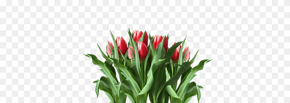 Spring Flower, Plant, Tulip, Flower Arrangement Free Png