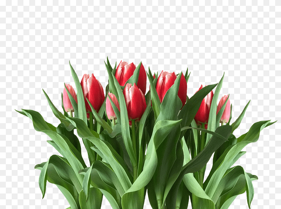Spring Flower, Plant, Tulip, Flower Arrangement Png Image