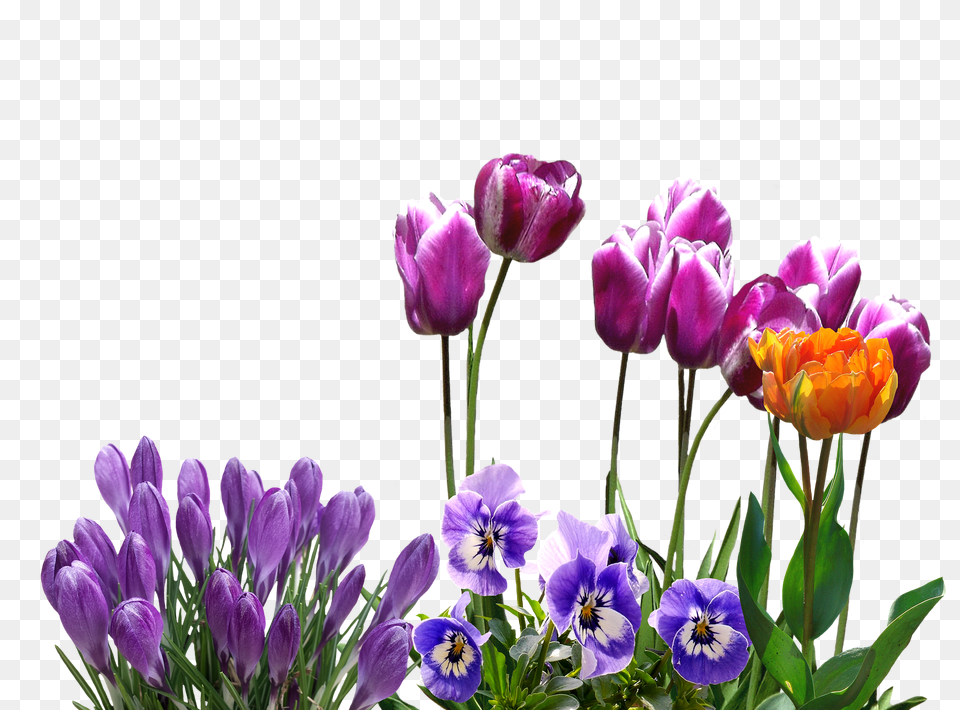 Spring Flower, Plant, Purple, Flower Arrangement Free Png
