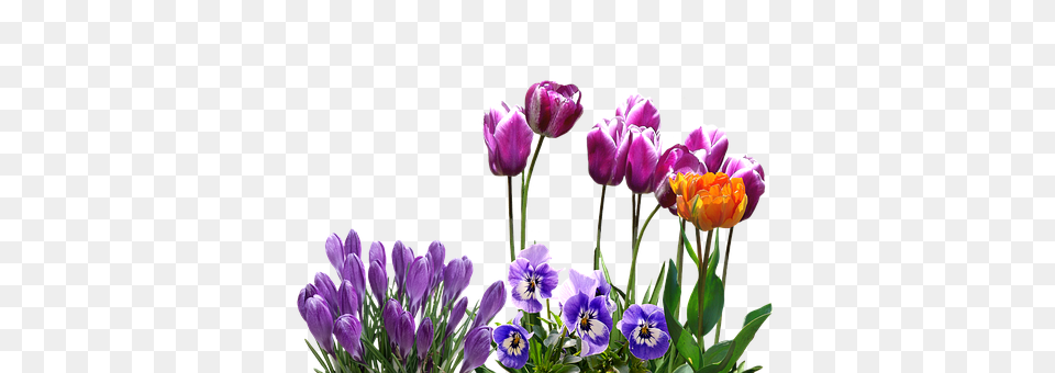 Spring Flower, Plant, Purple, Flower Arrangement Png Image