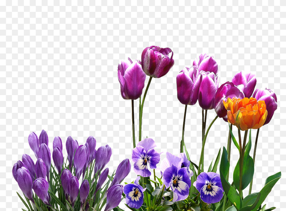 Spring Flower, Purple, Plant, Flower Arrangement Free Png