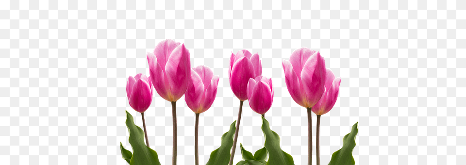 Spring Flower, Plant, Tulip, Petal Png