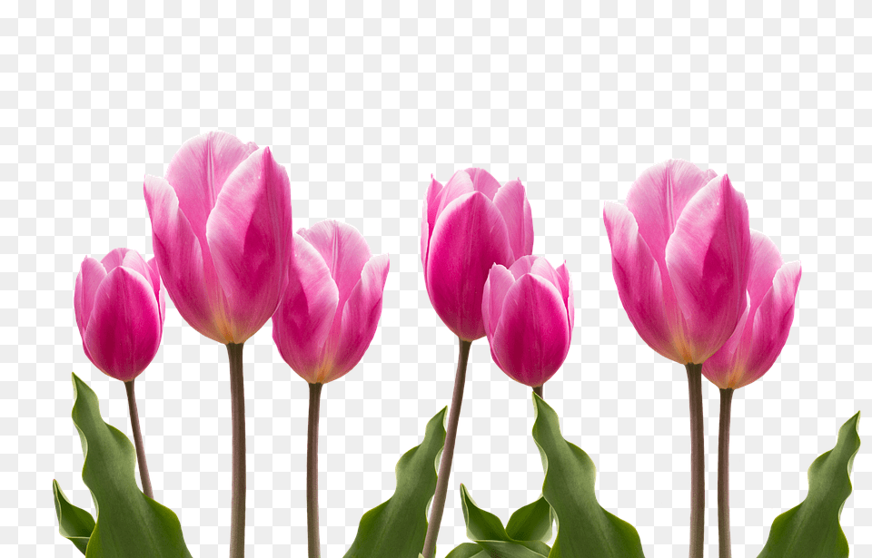 Spring Flower, Plant, Tulip, Petal Free Png Download