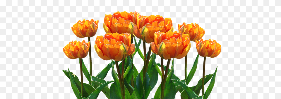 Spring Flower, Plant, Tulip Free Png Download