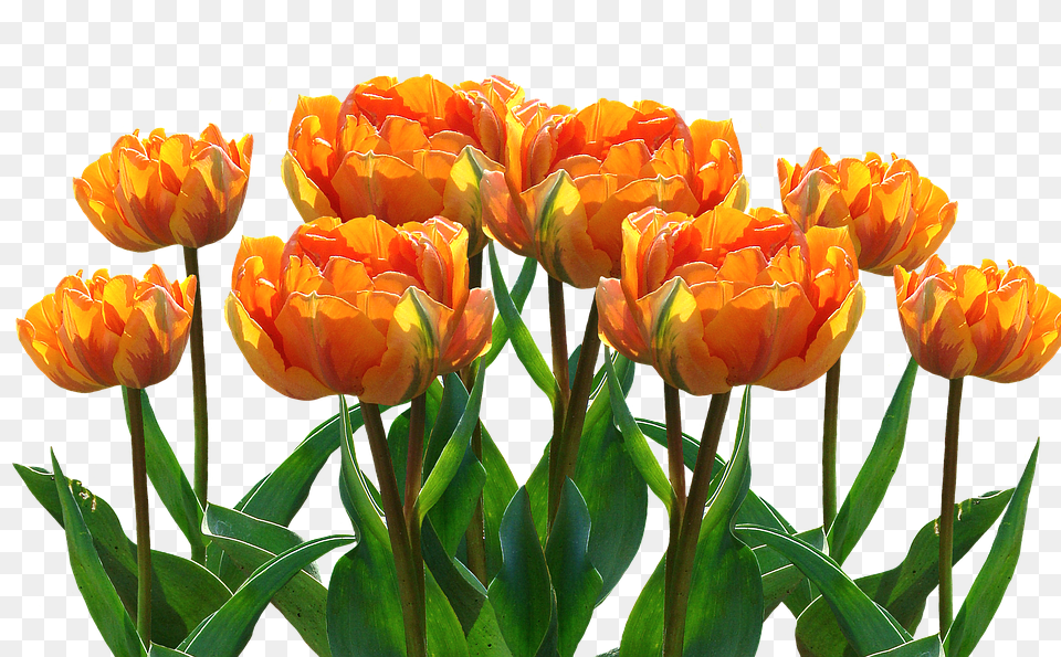 Spring Flower, Plant, Tulip Free Png