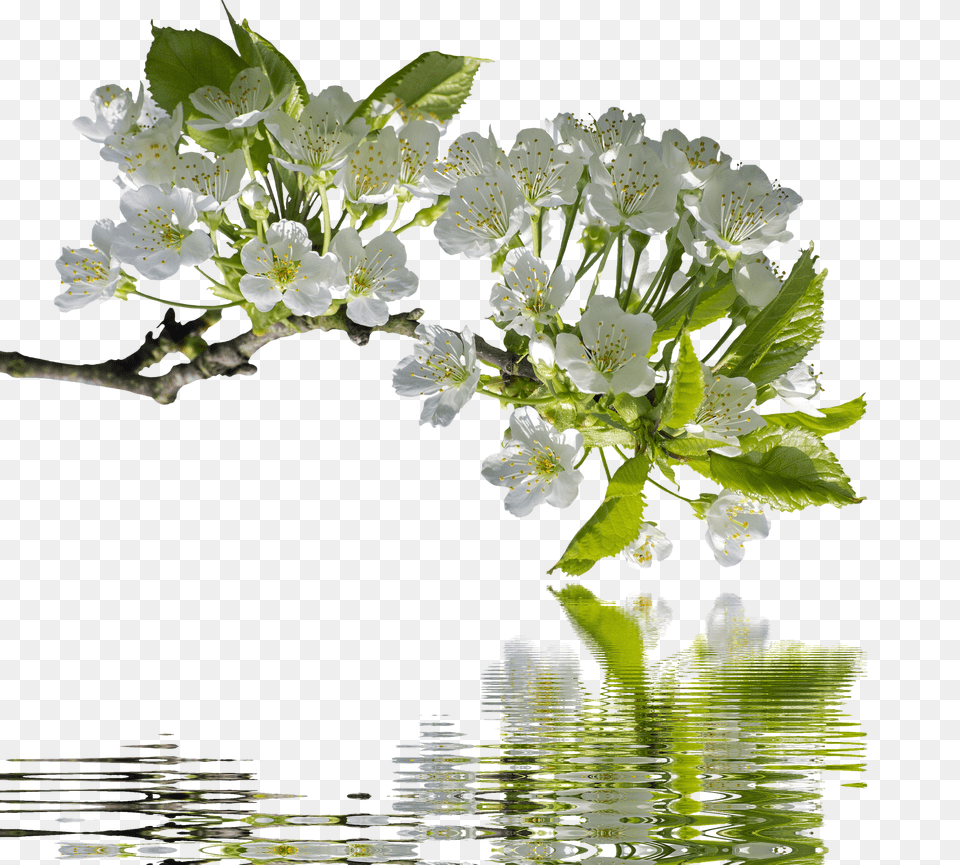 Spring Flower, Flower Arrangement, Flower Bouquet, Plant Png Image