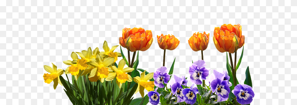 Spring Flower, Plant, Flower Arrangement, Flower Bouquet Png