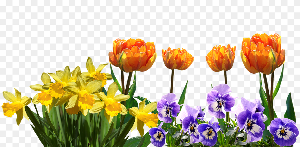 Spring Flower, Plant, Flower Arrangement, Petal Png Image