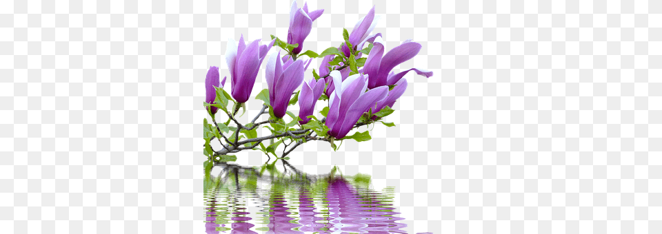 Spring Purple, Plant, Flower, Flower Arrangement Free Png Download