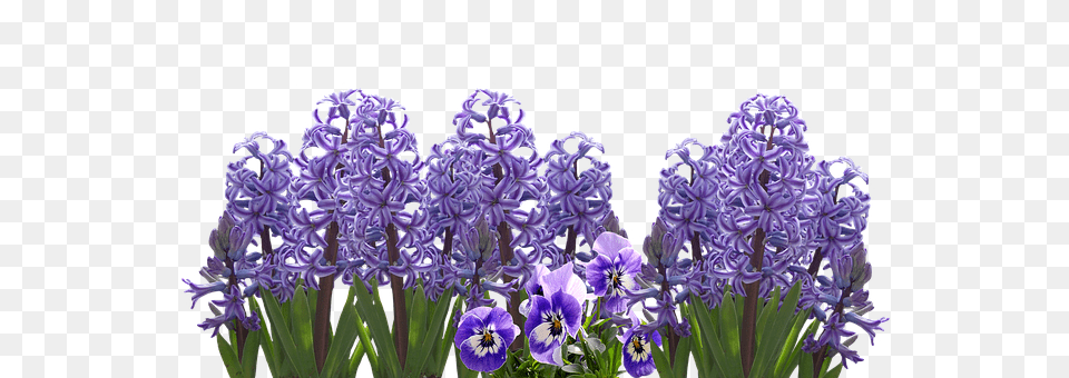 Spring Flower, Iris, Plant, Purple Free Png Download