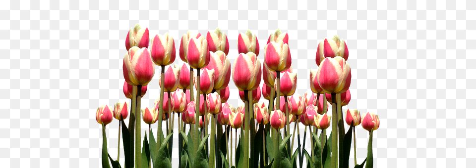 Spring Flower, Plant, Tulip Free Transparent Png