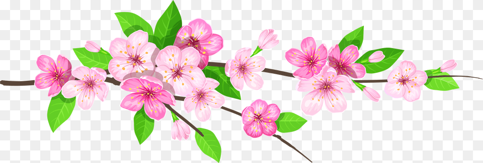 Spring, Flower, Plant, Geranium, Petal Free Png Download