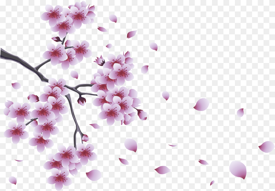 Spring, Flower, Petal, Plant, Cherry Blossom Free Png