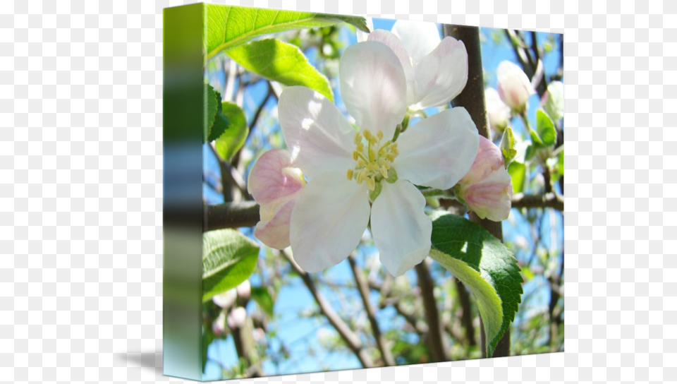 Spring Apple Tree Evergreen Rose, Pollen, Flower, Plant, Petal Png Image