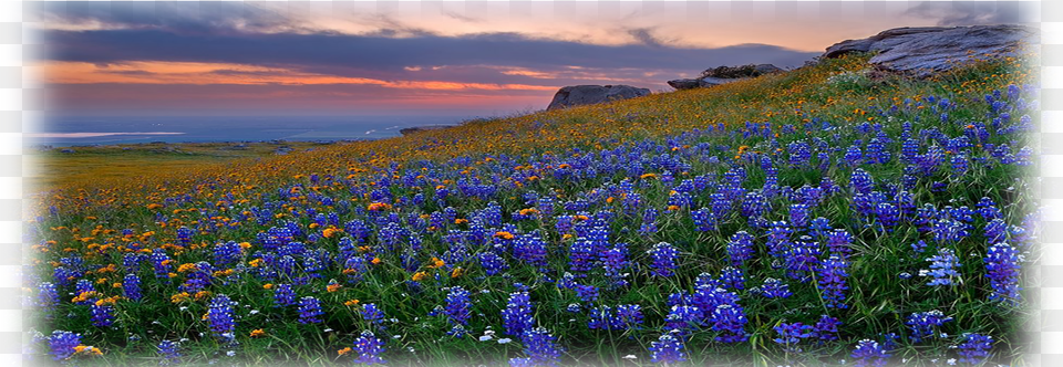 Spring Background Website 6109b229eb26c Texas Bluebonnet, Scenery, Field, Flower, Grassland Png