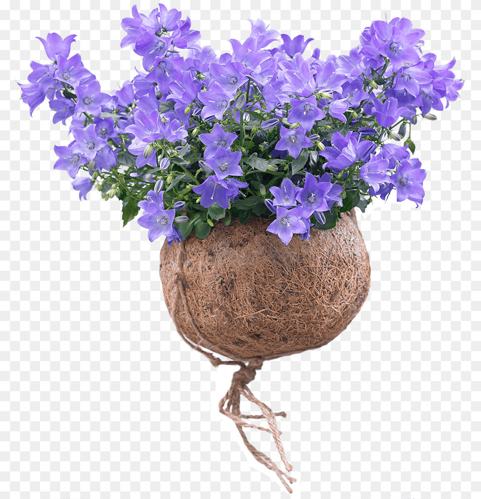 Spring Bell Campanula Plant Campanula, Flower, Flower Arrangement, Geranium, Potted Plant Free Transparent Png