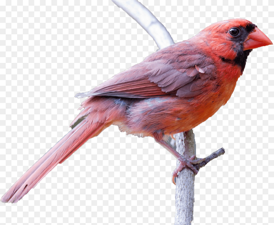 Spring Birds Clipart Northern Cardinal, Animal, Bird, Finch Free Png