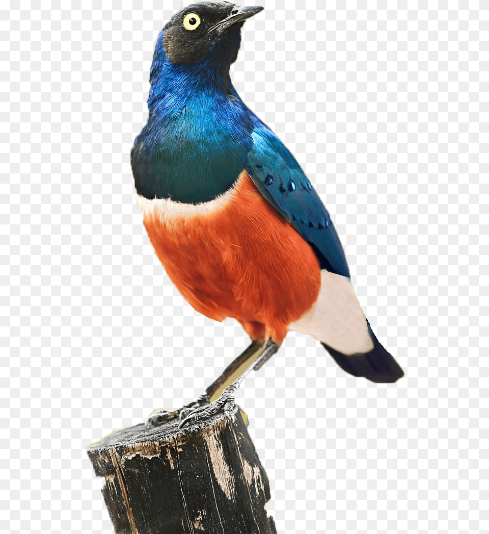 Spring Birds Images Spring Birds, Animal, Beak, Bird, Jay Png Image