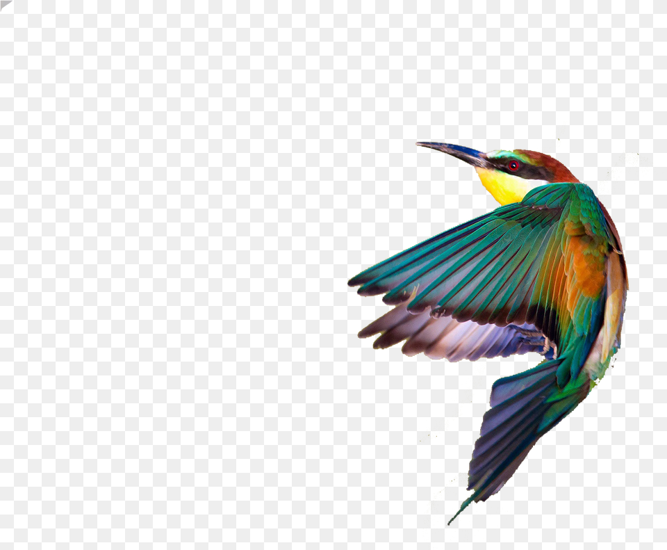 Spring Birds Image, Animal, Bee Eater, Bird, Flying Free Transparent Png
