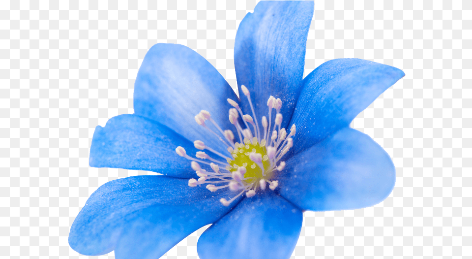 Spring Blue Flower Portable Network Graphics, Anemone, Anther, Plant, Pollen Png Image