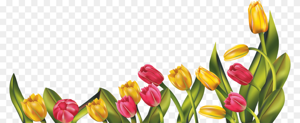 Spring Border Clipart Good Morning And Happy Easter, Flower, Plant, Tulip, Outdoors Png Image