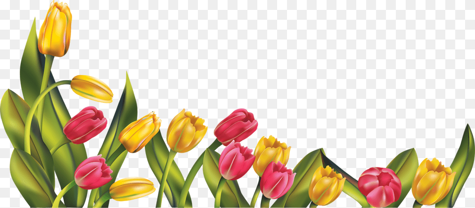 Spring Border Tulips, Flower, Plant, Tulip Png