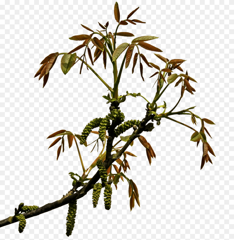 Spring Branch, Leaf, Plant, Tree, Flower Free Png