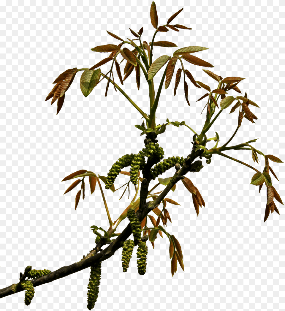 Spring Branch Branch Transparency, Flower, Leaf, Plant, Tree Png Image