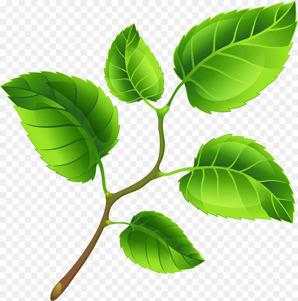 Spring Branch Clip Art Free Transparent Png