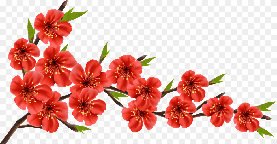 Spring Branch Clipart Cherry Blossom Red Flowers Png Image