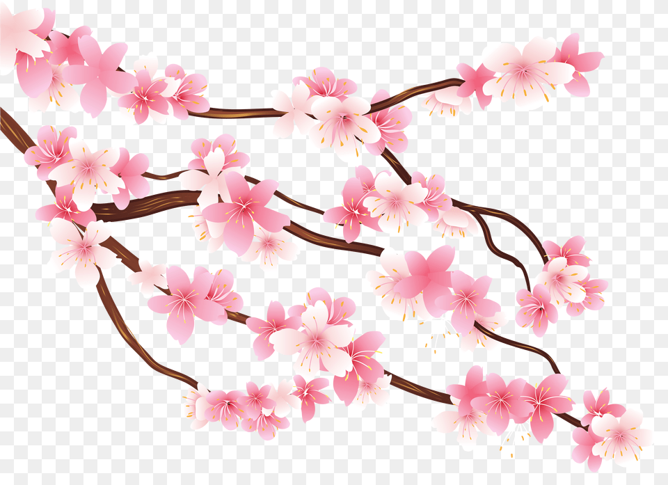 Spring Branch Images Transparent Cherry Blossom Flower, Plant, Cherry Blossom, Chandelier, Lamp Free Png