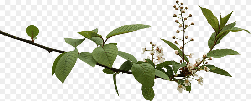 Spring Branch With Budding Flowers, Acanthaceae, Flower, Grass, Leaf Free Png