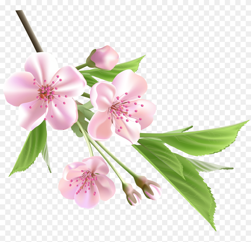 Spring Branch With Pink Tree Flowers Flower Spring, Plant, Cherry Blossom Png