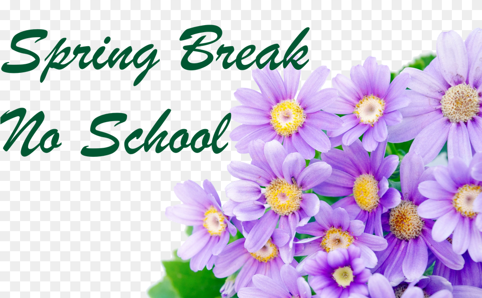 Spring Break No School, Anemone, Plant, Petal, Purple Png Image