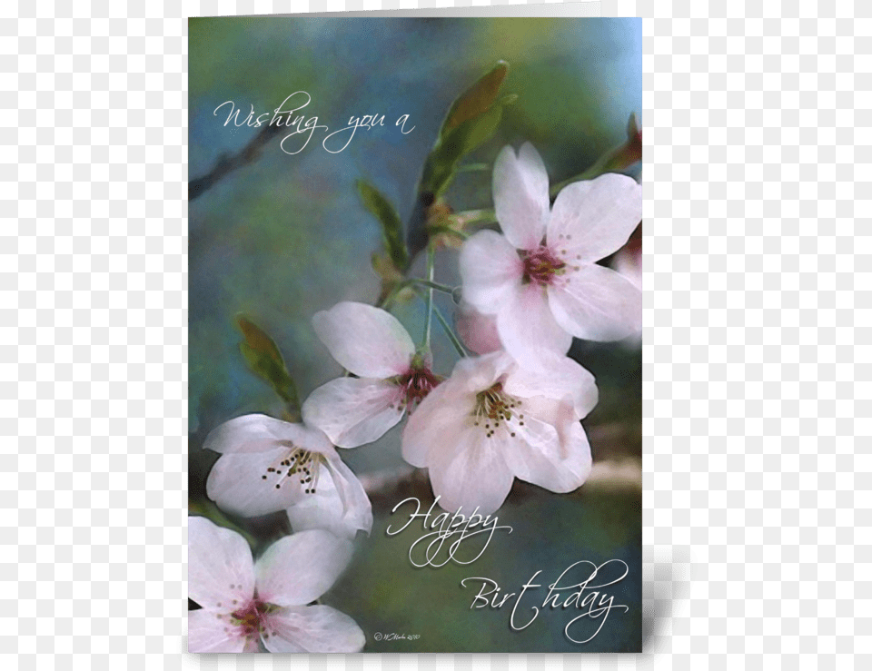 Spring Buds Birthday Card Greeting Card Eid Al Adha Spring Buds Greeting Card, Flower, Plant, Geranium, Cherry Blossom Png